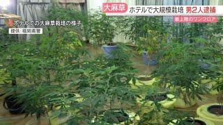 【注目ニュース】営業中のホテル最上階のワンフロアで大量の大麻草を栽培した疑い　乾燥大麻4500万円相当を押収　北九州市