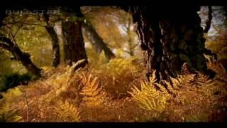 Karunesh: Autumn Leaves-Őszi Levelek [HD-BS]