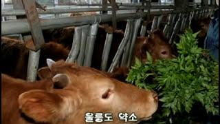 Ulleung Prime Beef