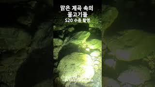 밤 계곡 속의 물고기들 | S20 Ultra 수중촬영 | Night Fish in the Valley