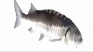 Fish Spinning