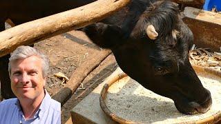 Feeding the Dairy Cow - a video for small scale farmers