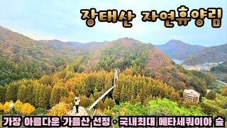 (대전 장안) 늦가을 이국적인 풍취가 느껴지는 울창한 메타세쿼이아 숲 · 장태산 자연휴양림