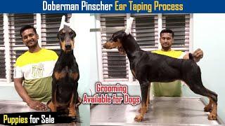 Doberman Pinscher Ear taping Process in Tamil | Ramlakshmi's Kennel | Dreamer Paul Vlog