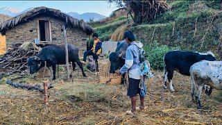 Poor But Very Happy Lifestyle of Mountain Village People || Mountain People Life || Nepal