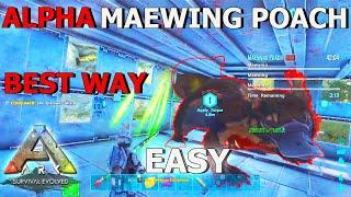 (UPDATED) How To Alpha Maewing Poach EASY Mission Genesis 2 gen | Ark Survival Evolved