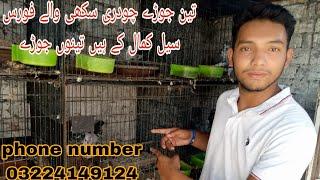 breeding setup for sale#pigeon #lahorepakistan dharmpura pigeon club Lahore