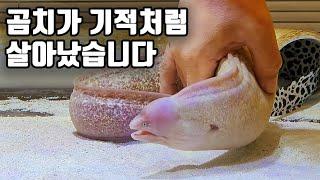 백곰치가 105일만에 밥을 먹었습니다!!