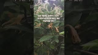 감기예방 소염작용 #이장형님네산속농원 #꽃차 #야생화