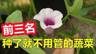 【种菜】这三种家家户户必备的蔬菜, 原来这么好种植, 不妨试一试