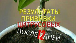 РЕЗУЛЬТАТЫ ПРИВИВКИ ЦИТРУСОВЫХ ПОСЛЕ 12 ДНЕЙ/2017