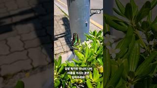 우리나라에도 이런 나비가?? 이름을 아시는 분은 알려주세요! #나비 #힐링 #봄 #만리향