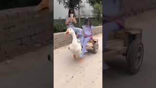 funny duck video #trending#viral #shortvideo #youtubeshorts #tiktok #ytshorts #video #reels #cartoon