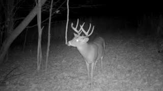 Advanced Whitetail Rut Hunting and Habitat Strategies