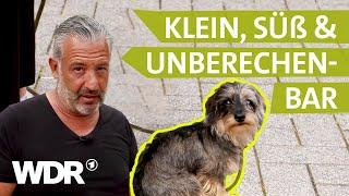 Hunde in der Pubertät: So lernen sie gutes Benehmen | Hunde verstehen | S06/E03 | WDR