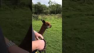 Alpaca agility course