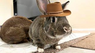 OMG! Watch This Rabbit’s Incredible Bronco Flip!⭐️