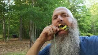 Eating the wild Radish - seed pod, flower, leaf!