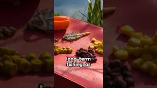 Five best carp baits #carpfishing #carp #outdoors