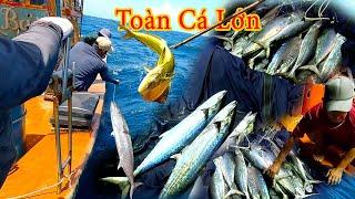 CÂU TAY 13║Gặp Ổ Cá Thu Loại 1,Khấu Đến Té Luôn.