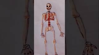 Human skeletal system drawing #shorts #art