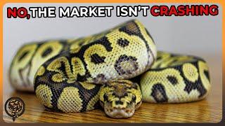 No, the Ball Python Market isn't Crashing - Let me Explain