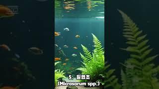 한국 대표 고사리 10종 #고사리 #참고사리 #쇠고사리 #고사리종류