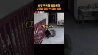 너무 똑똑한 댕댕이가 주인을 골탕 먹이는 방법