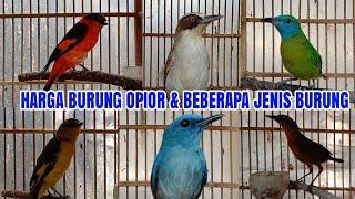 HARGA BURUNG OPIOR PARUH TEBAL & BEBERAPA JENIS BURUNG HARI INI #penghunibumiofficial #hargaburung