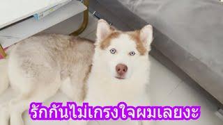 รักกันไม่เกรงใจผมเลยงะ | ข้าวเหนียว ขี้กระโปกหมา