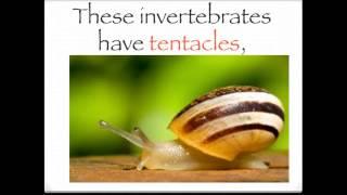 The invertebrates song