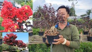 Bonsai Tường Vi Huyết Long zin Hơn 5 năm tuổi 0933368532linhsamnuitraihuonguyetquehongocmaichieume