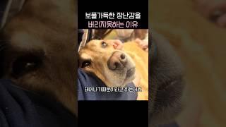 반려견이 사람보다 빨리 별이되는 이유
