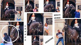 ORMONDE: The King's Horse That No One Messes With Him At Horse Guards, London