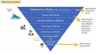 Importance of Carbon and Global Carbon Cycle - Stores and Flows (A-Level Geography)