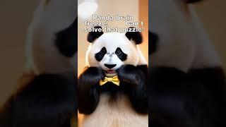 Panda brain freeze!  Can't solve that puzzle!