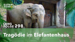 Trauer um Hoas Baby (Langfolge 298) | Elefant, Tiger & Co. | ARD