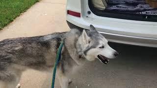 Diva Husky Demands the Front Seat