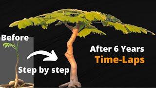 An Essential Beginners Guide to Making a Royal Poinciana Bonsai