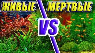 Живые VS Искусственные растения в аквариуме