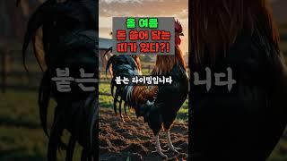 올 여름 돈 쓸어 담는 띠가 있다?!  #띠별운세  #운세