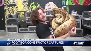 10-foot boa constrictor captured in St. Lucie County