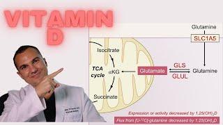 Vitamin D KILLS Cancer: BLOCKS Glutamine Uptake and Utilization