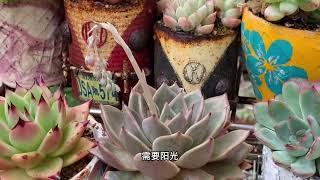 新手必看：多肉植物养护全攻略