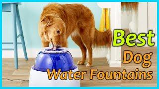 Best Dog Water Fountains in 2021 [Top 5 Picks]