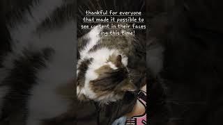 #thankful for you that helped us keep the #aminals 3 #cats 1 #dog content #autistic  #audhd  ️