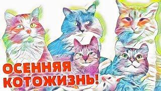 ОСЕННЯЯ КОТОЖИЗНЬ!  1 СЕРИЯ - 29-30 сентября 2018 + Как вскрыть абсцесс у кота в домашних условиях