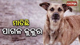 Over seven injured in dog attack in Odisha’s Ganjam district | Kalinga TV