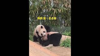 5 21 辉宝奶瘾犯了缠着妈妈要奶喝， 爱宝架不住辉宝撒娇，很累了还是坚持喂奶，爱宝是个好妈妈#爱宝 #大熊猫爱宝 #睿宝辉宝 #辉宝