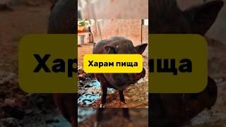 Факты о мясе Свиньи!  #shotrs